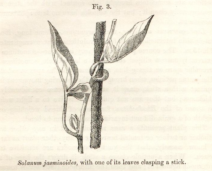 Climbing plants Darwin Correspondence Project